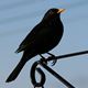 Blackbird Smooth Stout