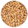 Malted Grain